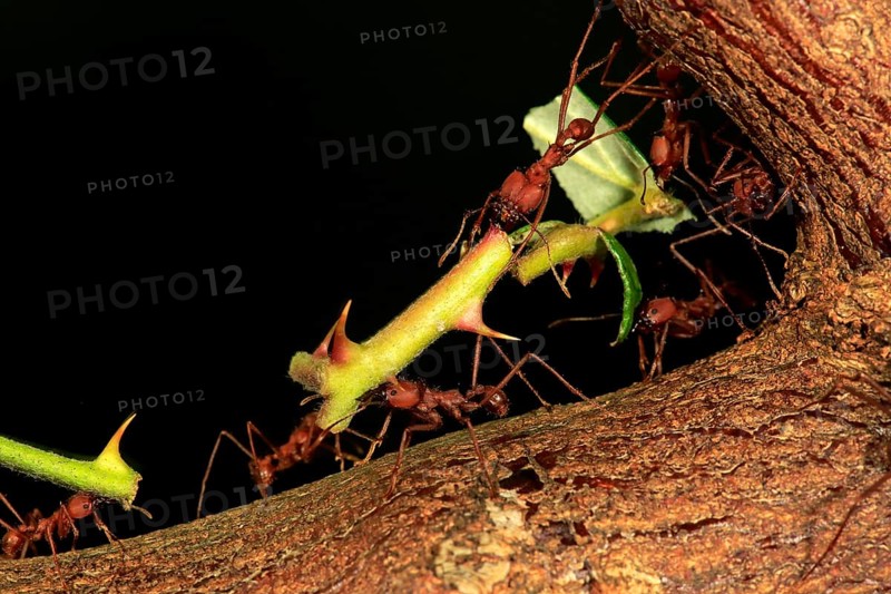 Leafcutter ant