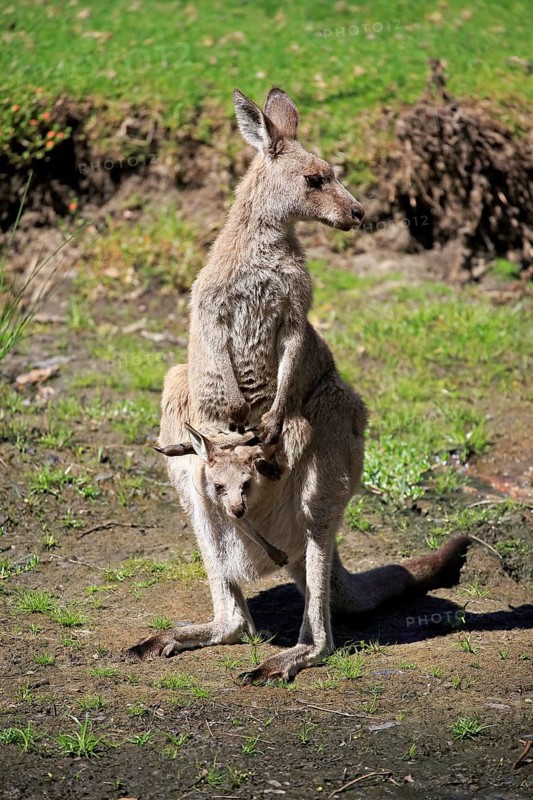Eastern grey kangaroo