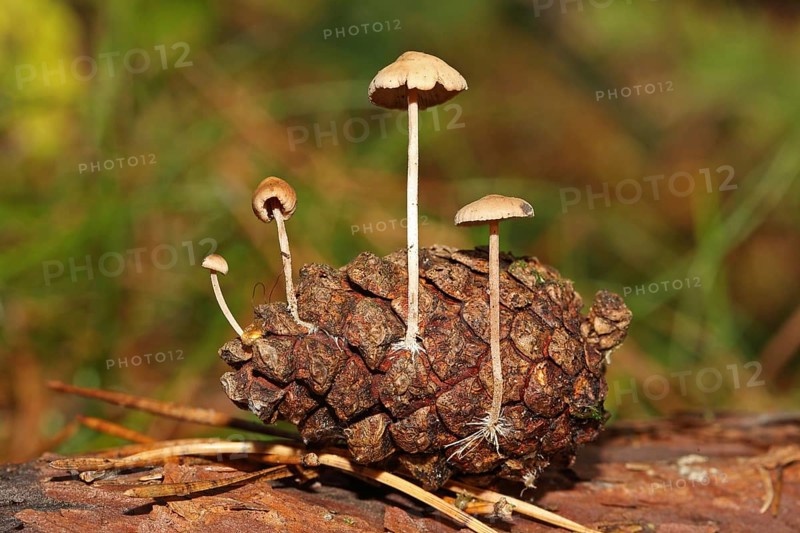 Mild pine cone fungus