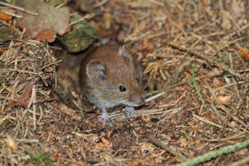Red-backed vole