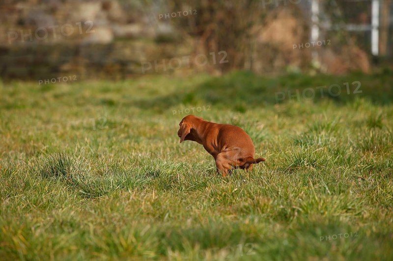 Shorthaired Hungarian Pointing Dog