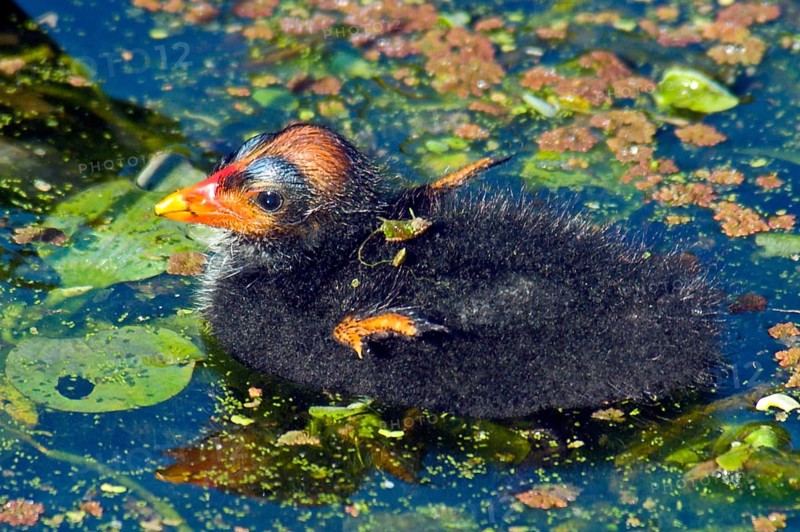 Moorhen