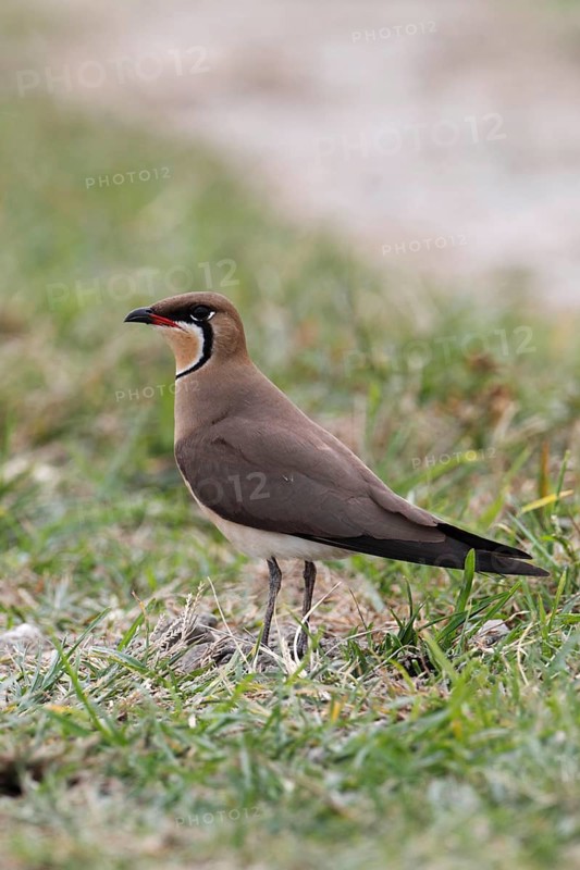 Oriental pratincole
