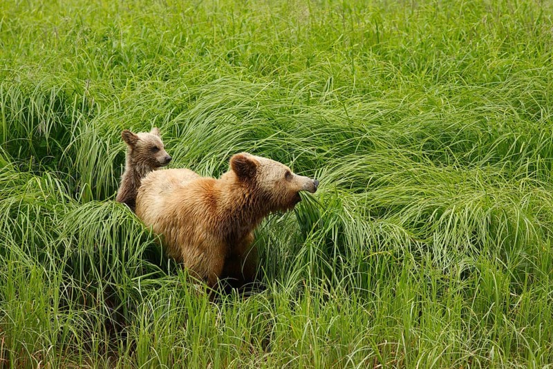 Grizzly bear