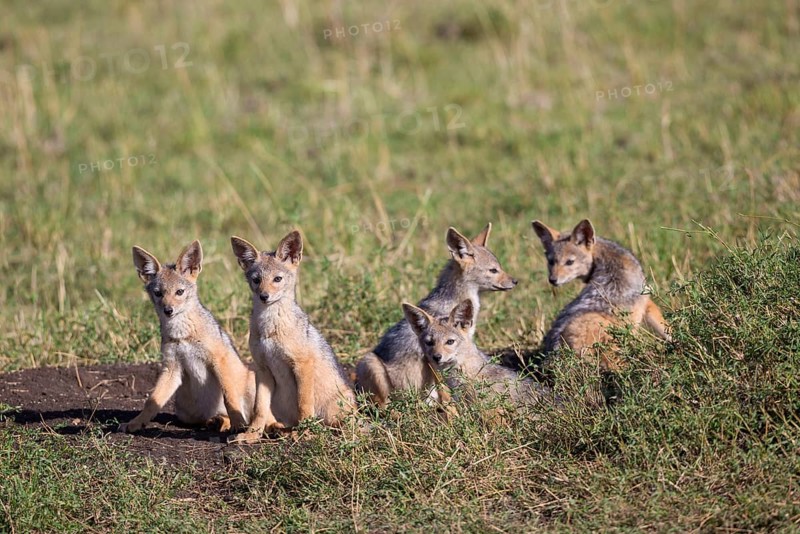 Black-backed jackals