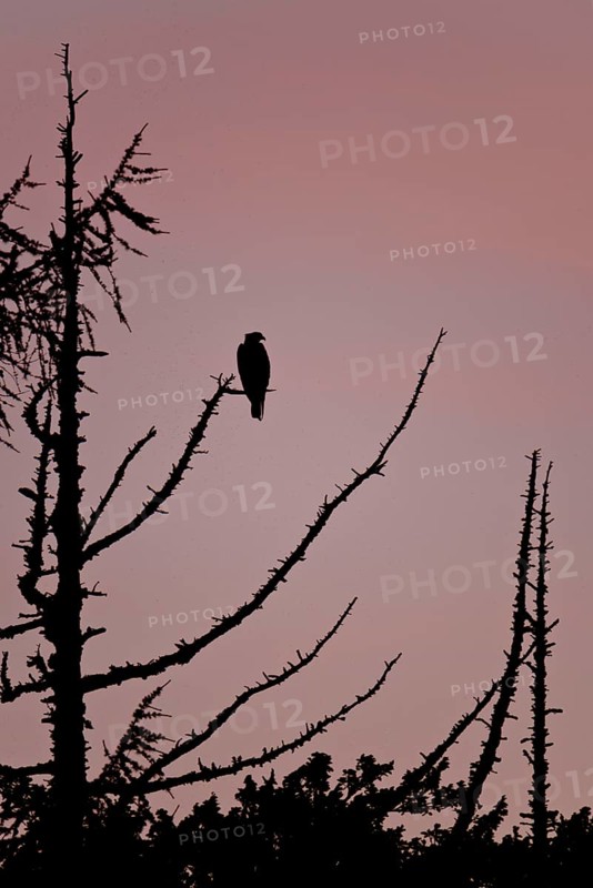 Western osprey