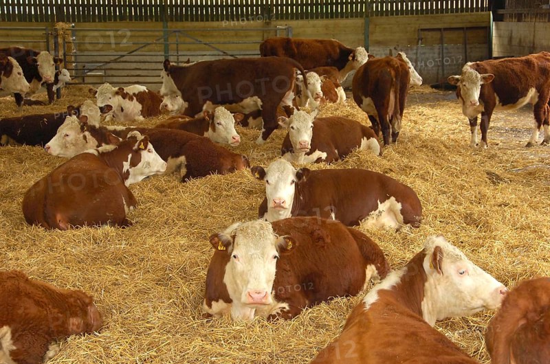 Domestic cattle