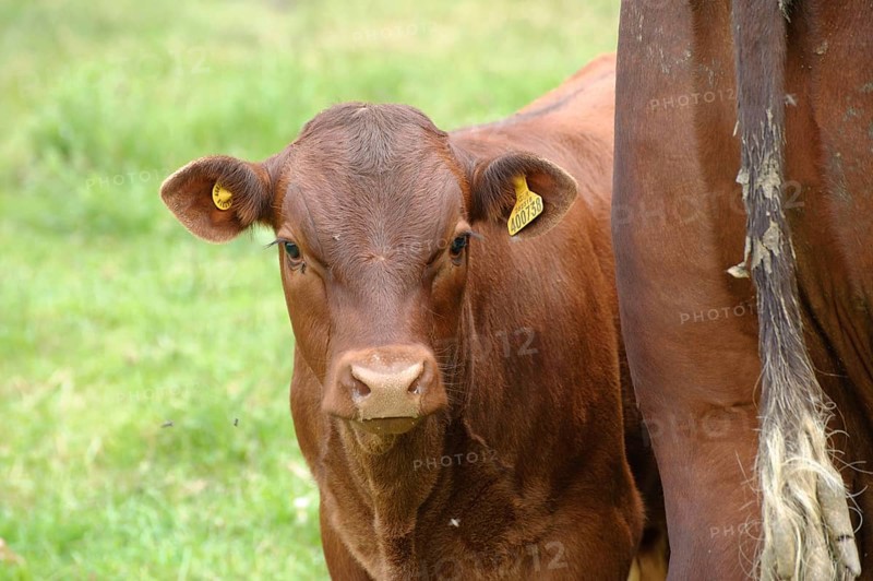 Domestic Cattle