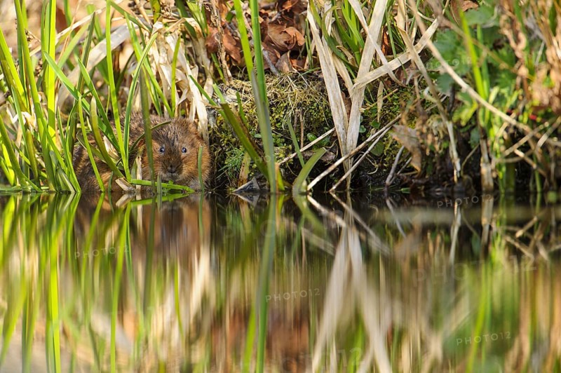 Eastern vole