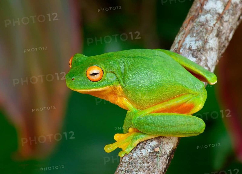 White-lipped tree frog