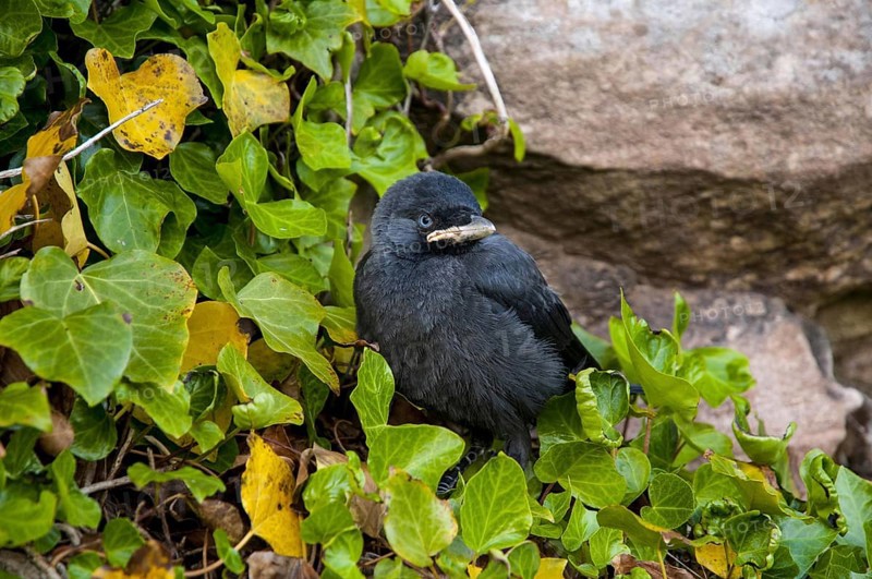 Jackdaw