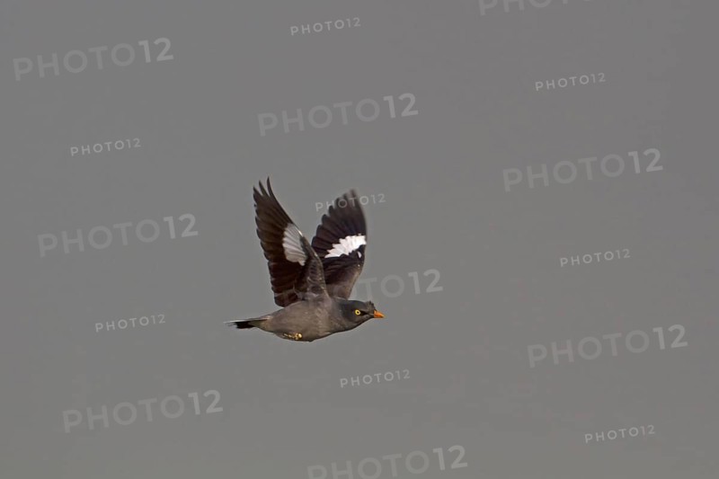 Jungle myna