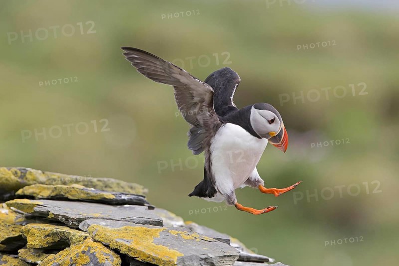Atlantic Puffin
