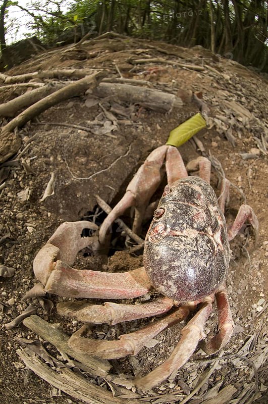 Christmas island red crab