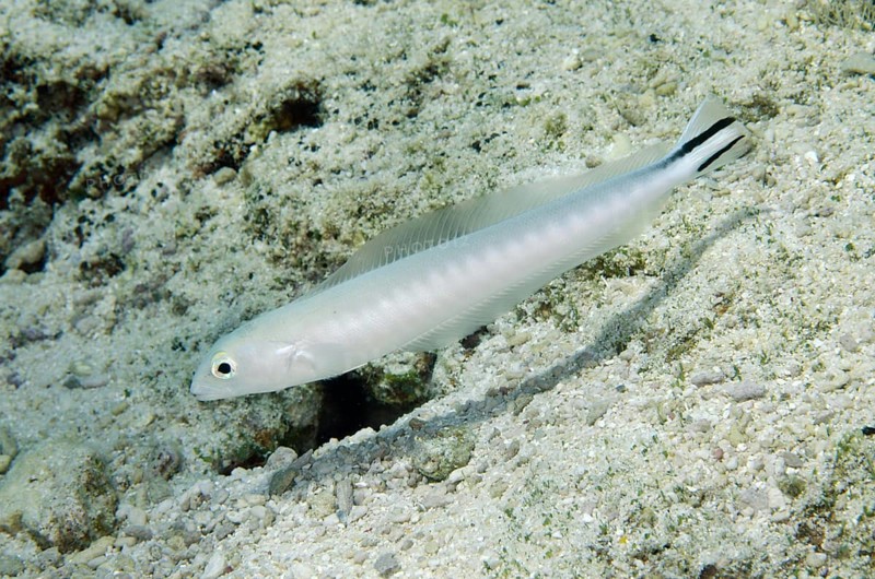 Torpedo perch