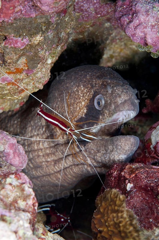 Adult masked moray