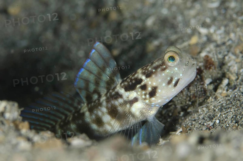 Ventral-barred Shrimpgoby