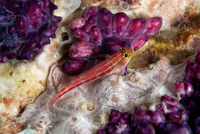Striped Triplefin