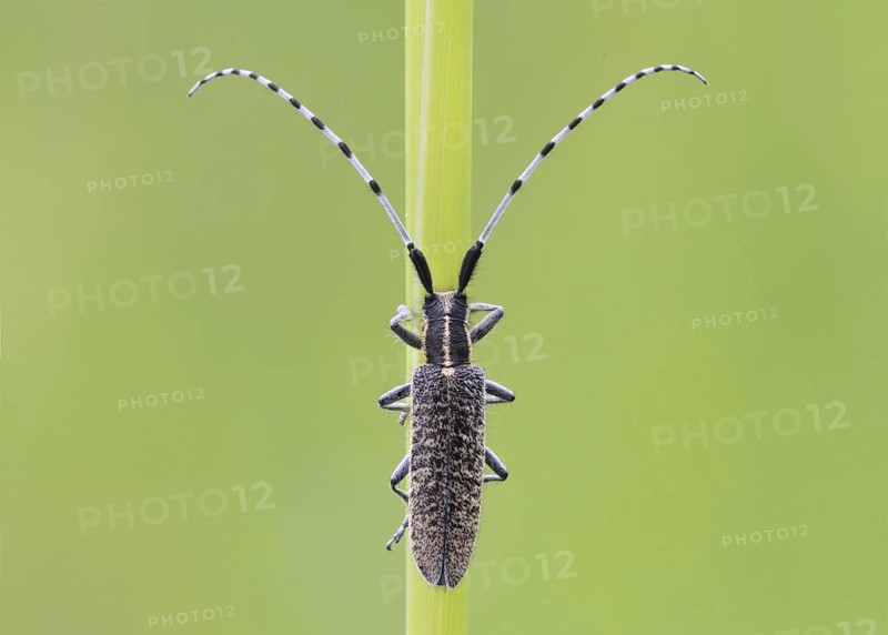 Golden-bloomed Grey Longhorn Beetle