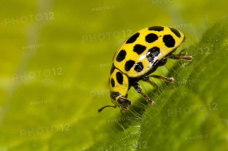 22-spot ladybird