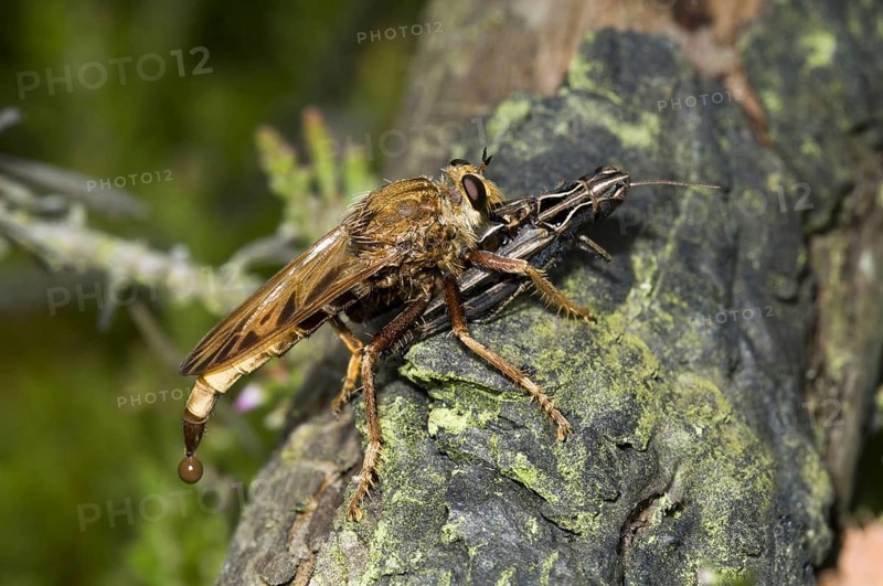 Hornet Robberfly