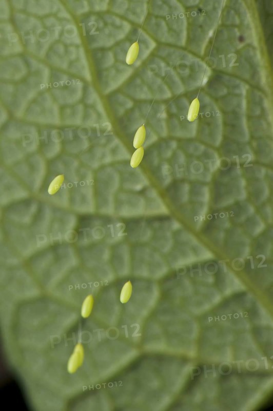 Green Lacewing