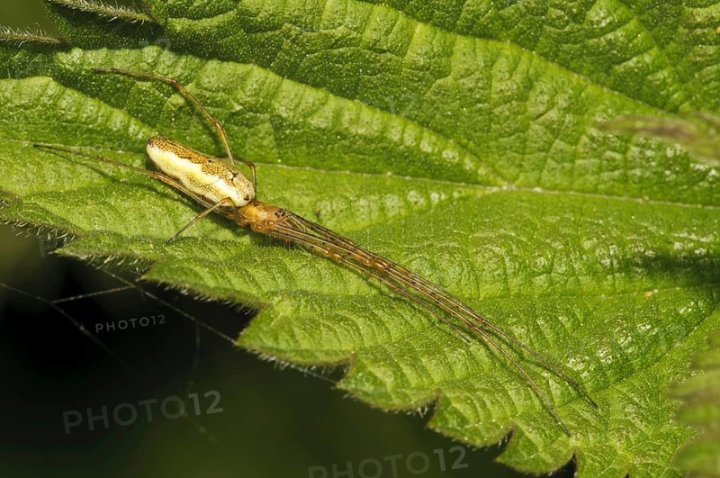 Common Stretch Spider