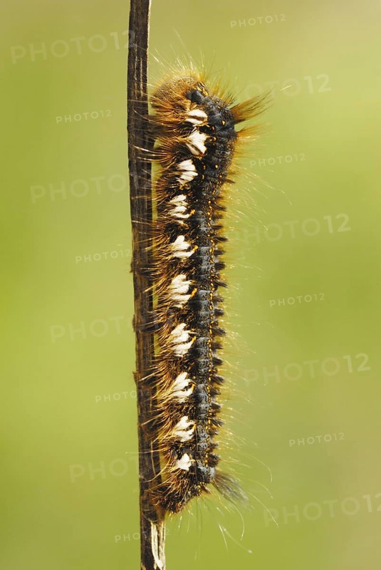 Drinker Moth