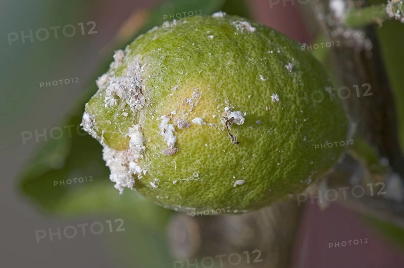 Greenhouse mealybug