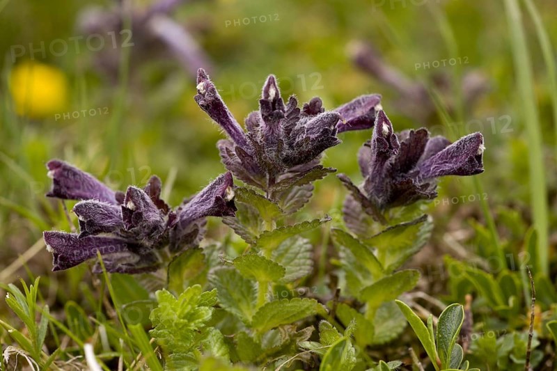 Alpine Bartsia