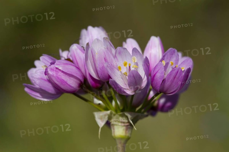 Pink rosy garlic