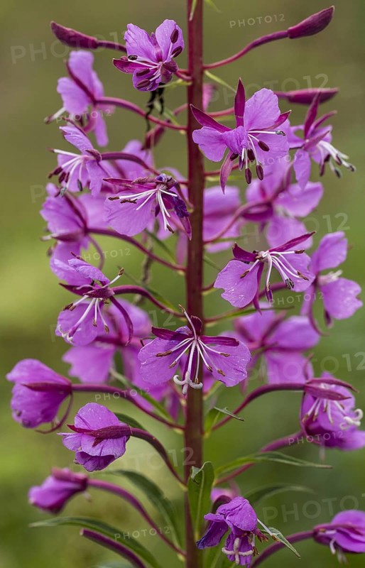 Rosebay Willowherb