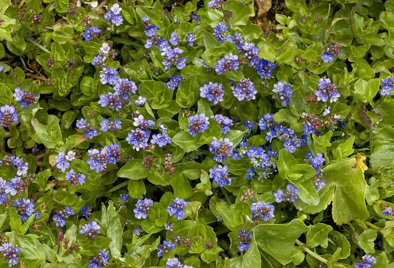 Flowering wetland speedwell
