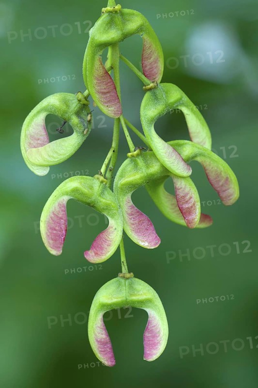 Sycamore maple