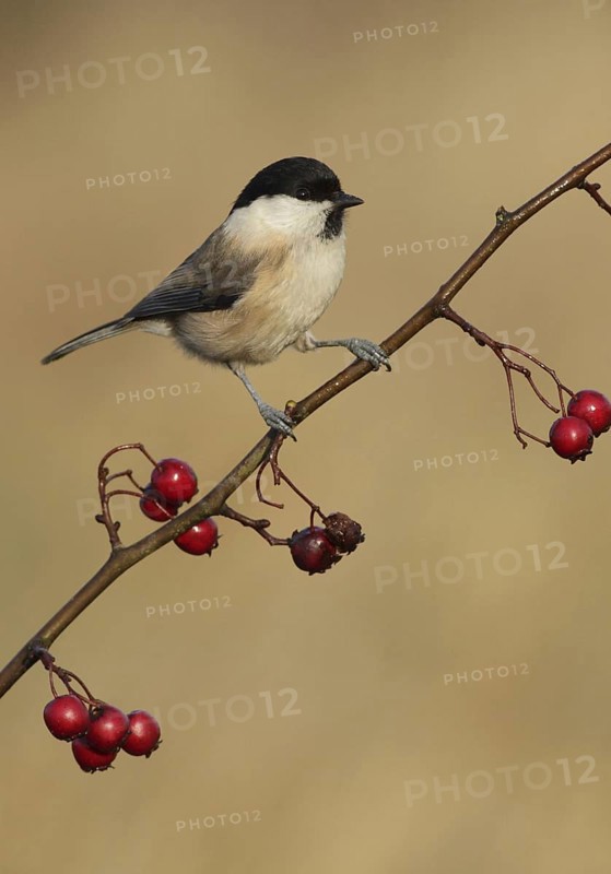Willow Tit