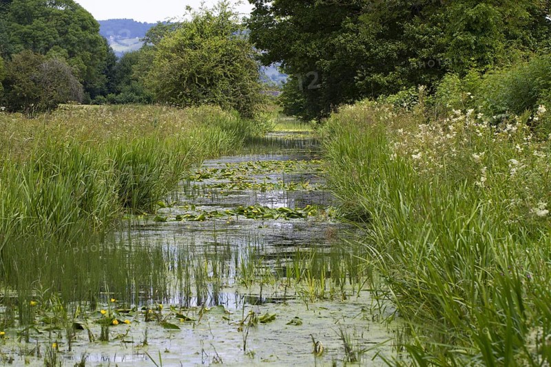 Flowering yellow water-lily