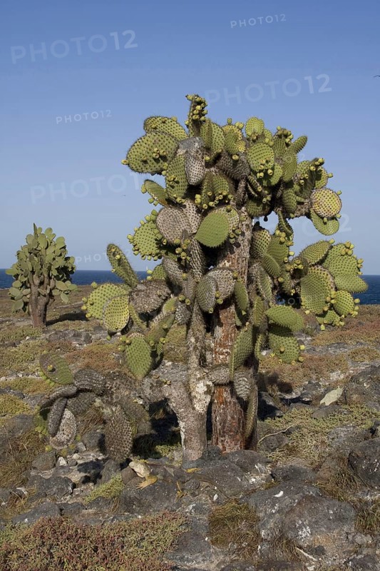Giant prickly pear cactus