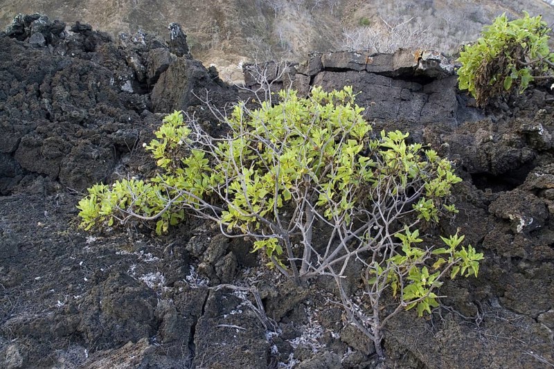 Scalesia divisa