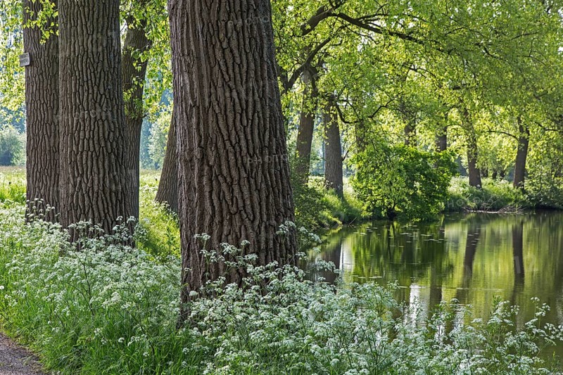 Cow parsley