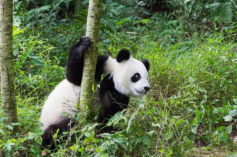 Two years aged young giant Panda