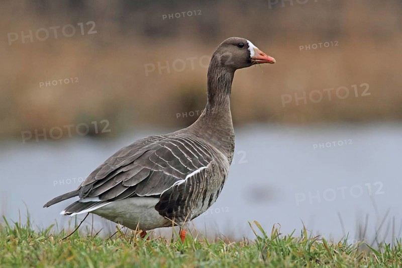 White-fronted Goose