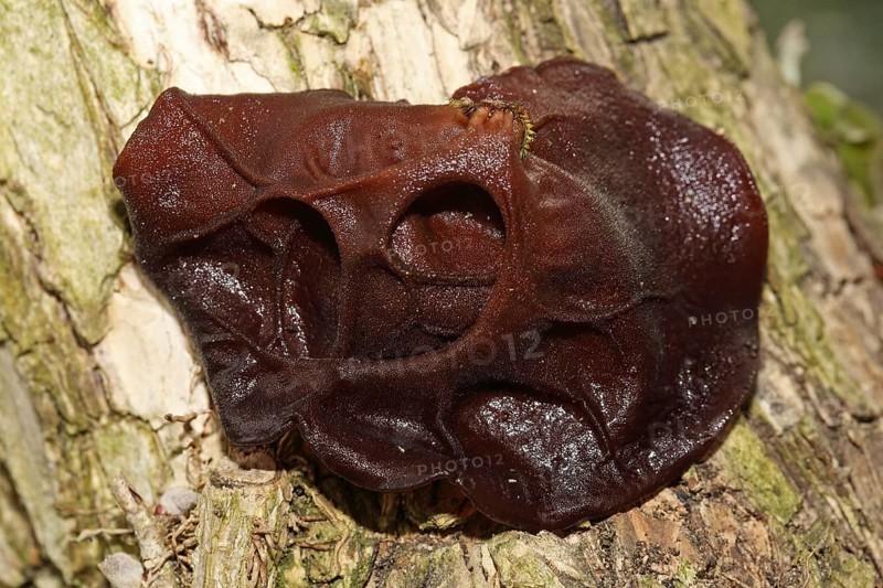 Jew's ear