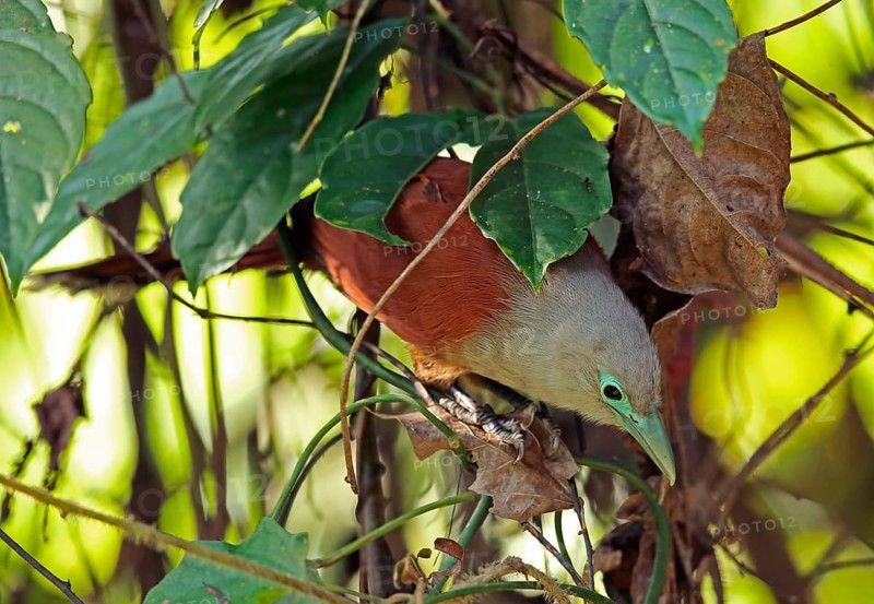 Raffles' Malkoha