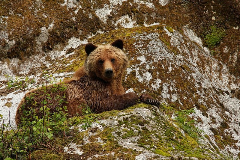 Grizzly Bear