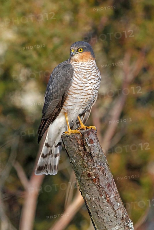 Eurasian Sparrowhawk