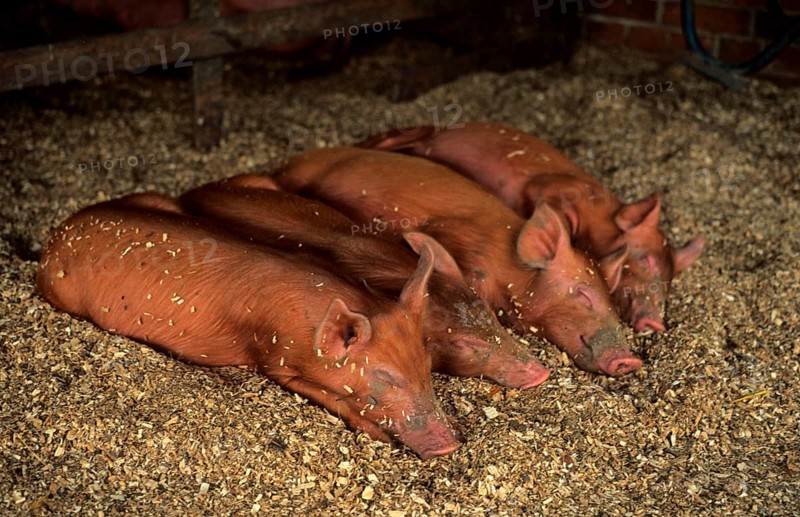 Tamworth Pig