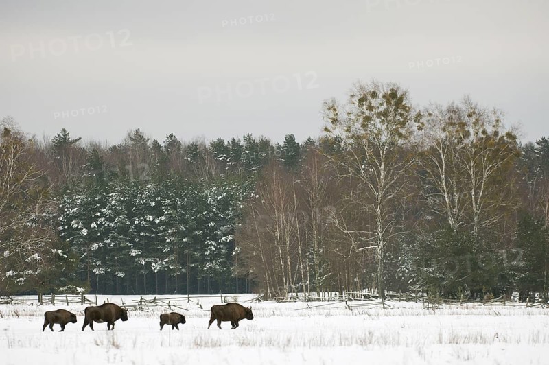 European bison