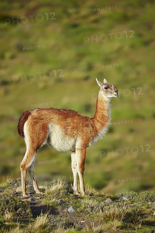 Guanaco