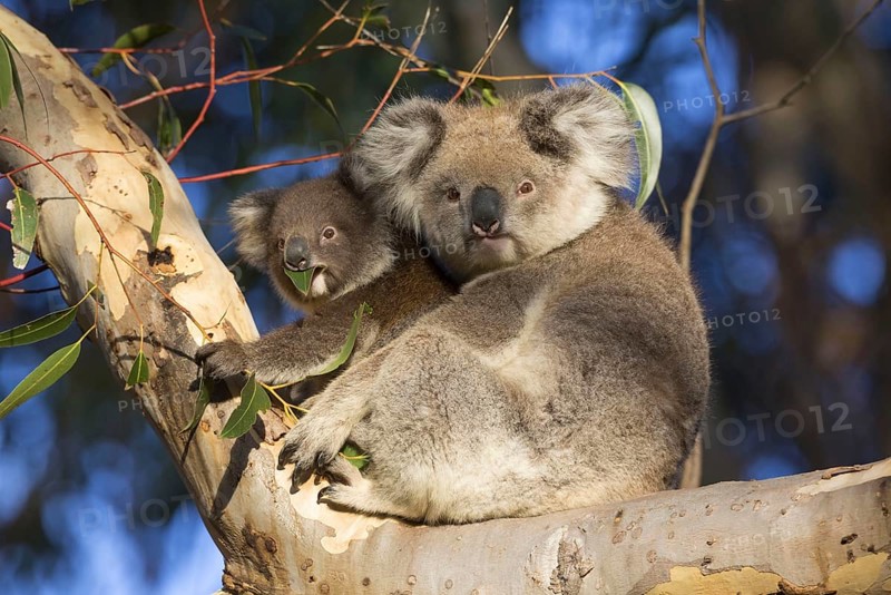 Koala