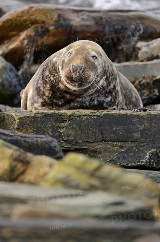Grey Seal